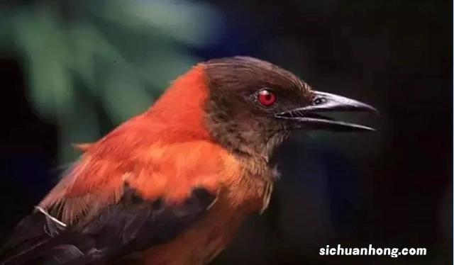 散落人间的15个冷知识,这迷乱的人情风物,让我的智商中了毒