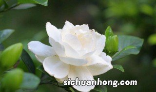 栀子花叶子发黄是怎么回事 为什么栀子花叶子发黄