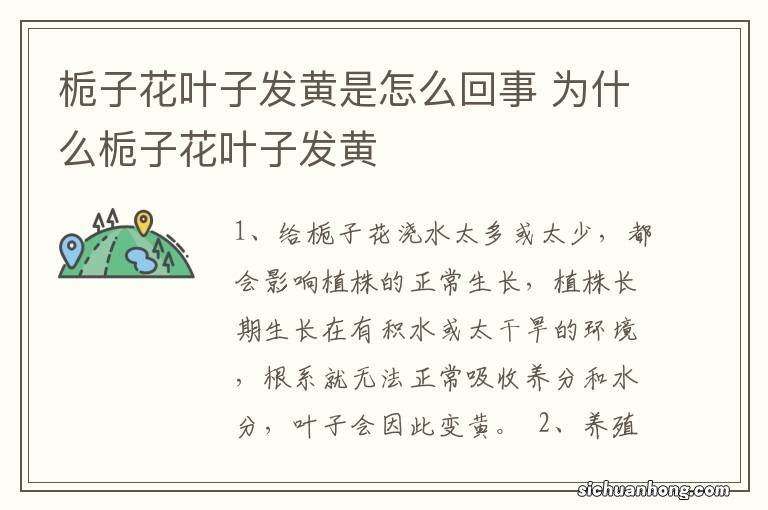 栀子花叶子发黄是怎么回事 为什么栀子花叶子发黄