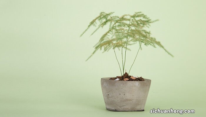 文竹盆景精美图片欣赏大全 文竹盆景精美图片欣赏