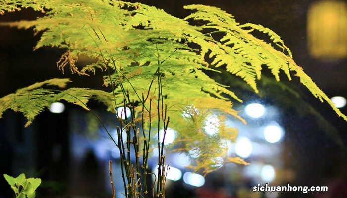 文竹盆景精美图片欣赏大全 文竹盆景精美图片欣赏