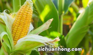 玉米的种植养护方法视频 玉米的种植养护方法