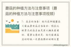 蘑菇的种植方法与注意事项视频 蘑菇的种植方法与注意事项