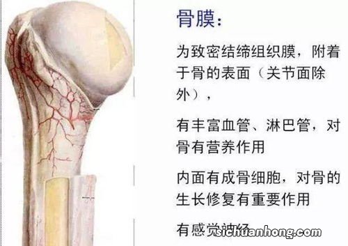 骨摸发炎吃什么东西好