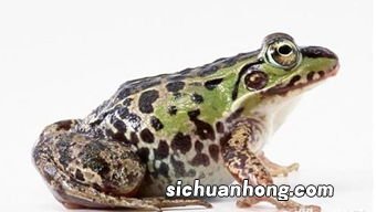 为什么水煮青蛙青蛙不会跑