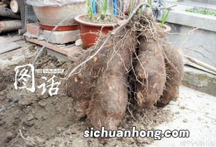 请问吃脚板苕对有什么好处