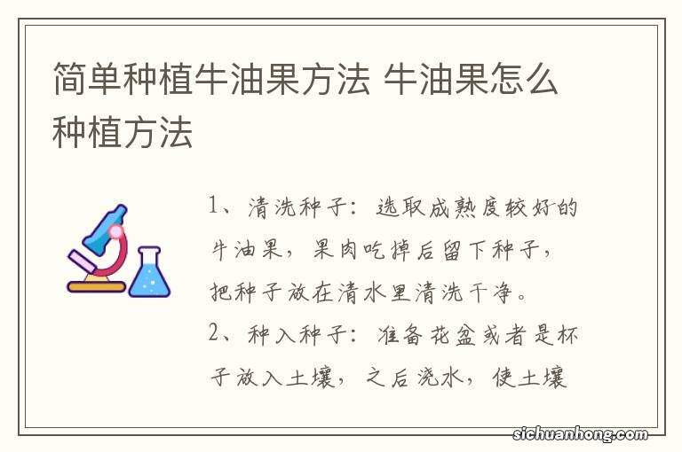 简单种植牛油果方法 牛油果怎么种植方法