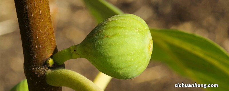 盆栽无花果树的栽培与管理 无花果树的栽培与管理