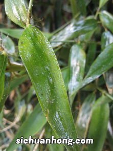 怎样什么样的竹叶好