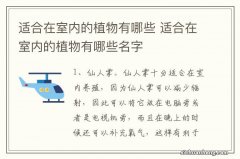 适合在室内的植物有哪些 适合在室内的植物有哪些名字