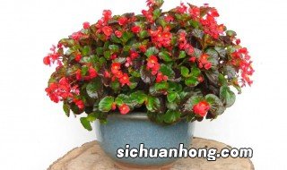 室内观赏植物有哪些?叫什么名字? 室内观赏植物有哪些