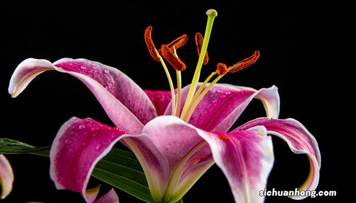 花的含义和代表花语 花的含义和代表