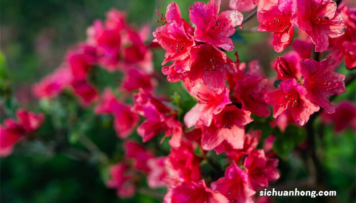 杜鹃花图片大全高清图片 杜鹃花图片