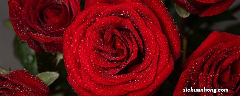 三八节送什么花最好 三八节送什么花