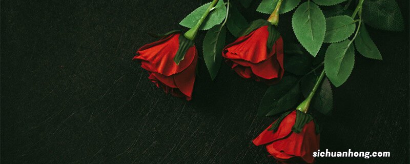 干枯玫瑰花语是什么意思 干枯的玫瑰花语