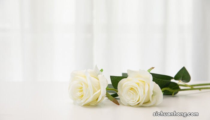 干枯玫瑰花语是什么意思 干枯的玫瑰花语