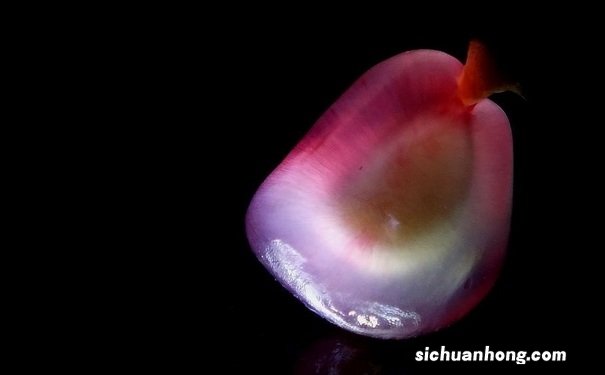 石榴籽是白色的能吃吗?石榴籽吃了有什么好处?