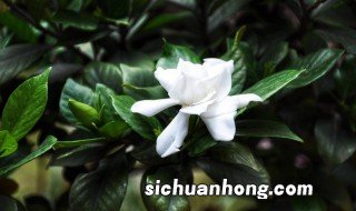 栀子花开花时应该注意什么? 栀子花开花方法和注意事项