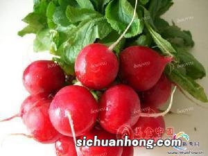 樱桃萝卜开花后多久