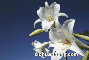 百合加菊花是什么意思