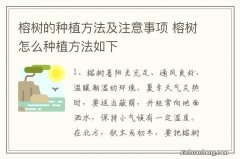 榕树的种植方法及注意事项 榕树怎么种植方法如下