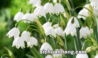 雪片莲种植养护方法 雪片莲怎么种植和养护