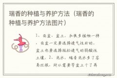 瑞香的种植与养护方法图片 瑞香的种植与养护方法