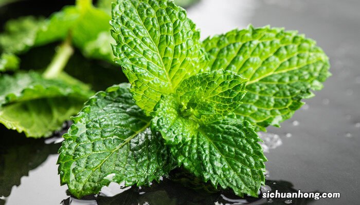 苹果薄荷的主要价值是什么 苹果薄荷的主要价值