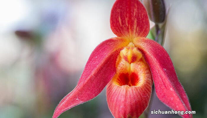 兜兰的栽培与管理方法 兜兰的栽培与管理