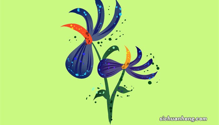 地丁紫花功效与作用 地丁草和紫花地丁一样吗