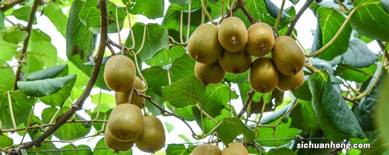 猕猴桃怎么种植方法和管理 猕猴桃怎么种植