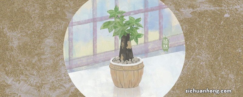 室内发财树多久浇一次水 室内发财树怎么养才能更旺盛