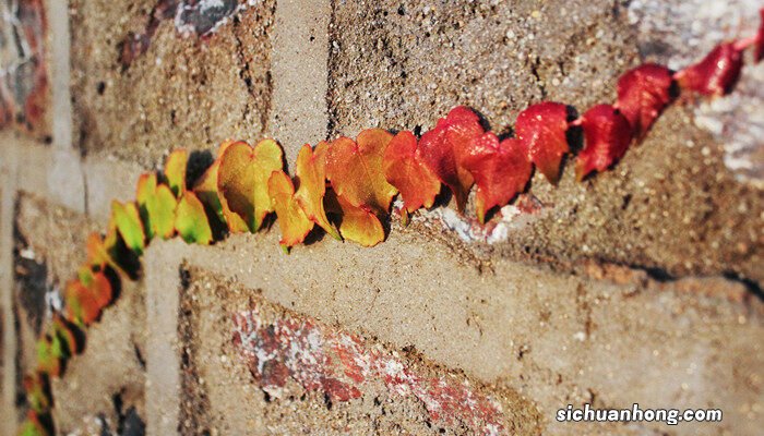 金线莲的种植技术与管理视频 金线莲的种植技术与管理