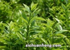 凤凰丹青茶属于什么茶