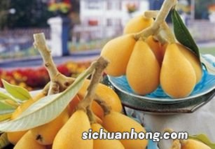 枇杷需要多久才能消化