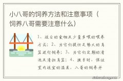 饲养八哥需要注意什么 小八哥的饲养方法和注意事项