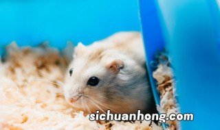 短毛金丝熊能长多大 金丝熊能长多大