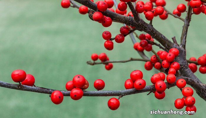 冬青的种植方法 冬青树苗如何栽种