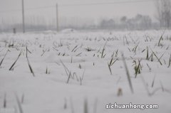 雪斗的意思是什么意思是什么