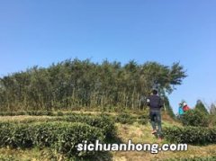 什么是荒山野茶