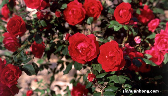 情人节送几朵玫瑰比较好一点 情人节送几朵玫瑰比较好