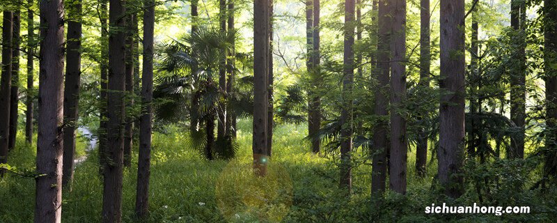 被称为国宝的植物是什么植物 被称为国宝的植物是什么