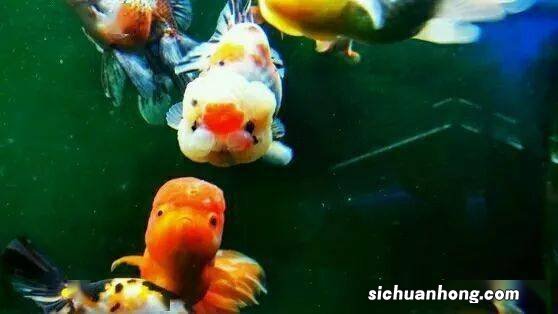 狗杠鱼什么季节产籽