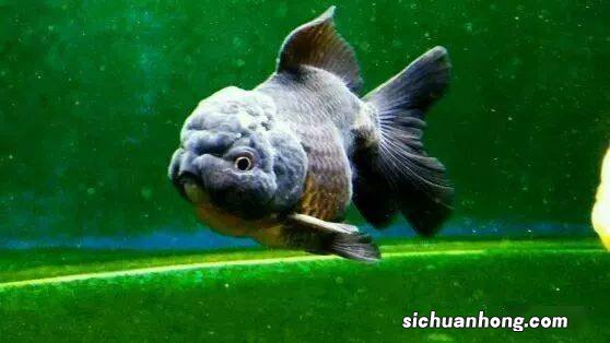 狗杠鱼什么季节产籽