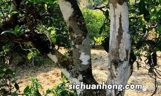 冰岛古树茶有什么功效