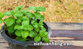 薄荷的养殖方法和注意事项 薄荷怎么养