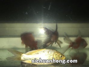 元宝鱼为什么沉底不吃食