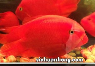元宝鱼为什么沉底不吃食