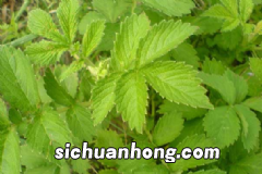 梨子粥的功效作用有什么?梨子粥怎么做?