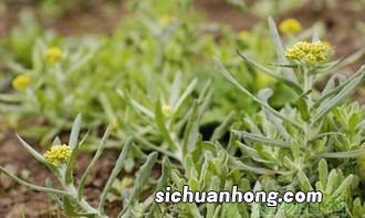 南昌清明做青团的野菜叫什么